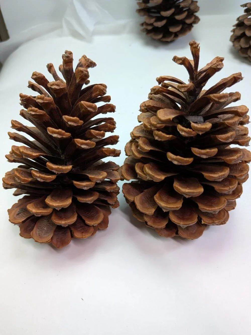 Natural Pine Cones Lot of 6 Vintage 7.5 to 5